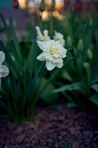 the spring flowers on the flowerbed, daffodils
