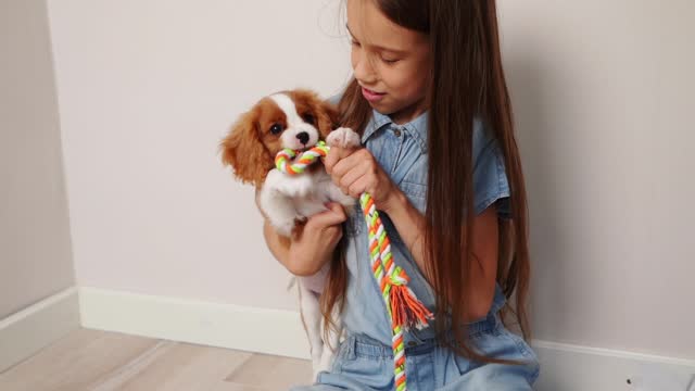 Cute Cavalier King Charles Spaniel puppy plays with his owner girl, bites soft rope, tries to take it away, indoors.Puppy plays with toy. Concept of friendship between humans and animals, care. Rapid