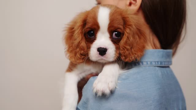Girl holds a cute puppy Cavalier King Charles Spaniel on her shoulder, gently hugs and strokes it. The young owner and her first pet. Concept of love, care, learning to care for pets. Close-up