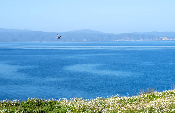 Seagull under colorful spring Sithonia