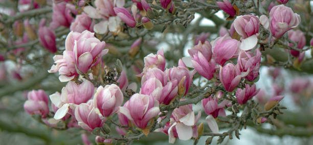 istock Beautiful Spring Tulip-Magnolia tree- Howard County, Indiana 2148275564