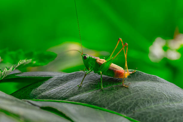 Macro image of a grasshopper devouring a leafy plant.