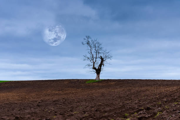 holm oak at dusk with the full moon in the twilight sky in a field in Palencia