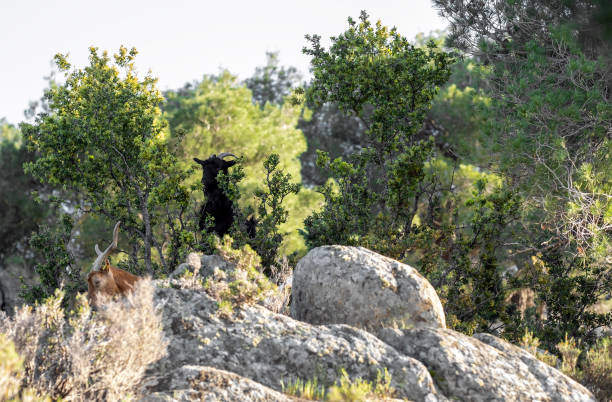 colorful nature of Sithonia, a herd of goats grazes on rocky hills