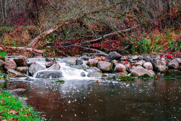 Old dead tree over small rippling stream.Long exposure of stream with downed trees forming small dam over river in woods.Fall time leaves visible.Autumn evening.