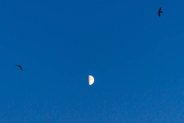 Small moon and bird silhouettes over blue sky glowing background.The Moon illuminated by the Sun.