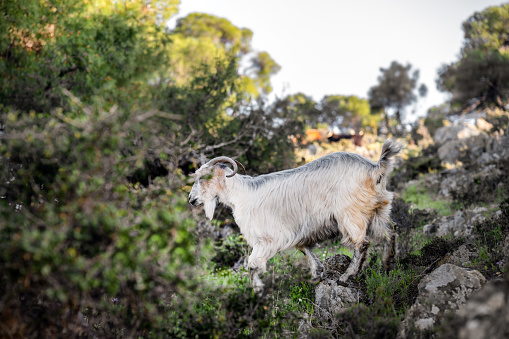 colorful nature of Sithonia, a herd of goats grazes on rocky hills