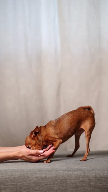 Woman playing with Mini Toy Terrier dog at home. Pet is playing with its owner,playing enthusiastically, trying to bite her hands. Concept of friendship between dog and person,care,play,care.Vertical