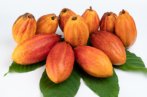 Many riped cacao pods with green leafs isolated on white studio background