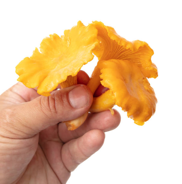 istock Chanterelle mushrooms in hand isolated on white background 2148277645