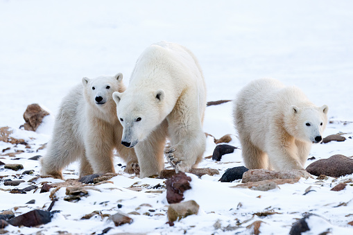 A female polar bear walks with her two cubs