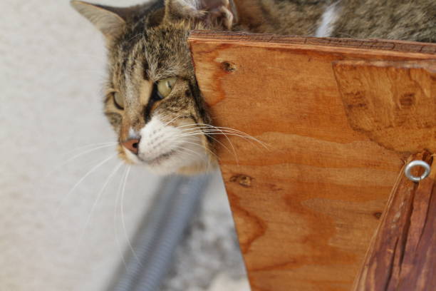 istock tabby and white cat outdoors with green plants garden 2148277916