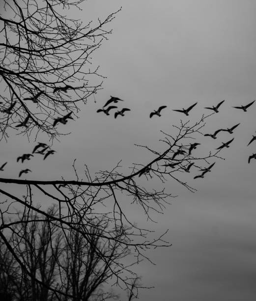 istock Low angle view of birds flying against sky 2148278022