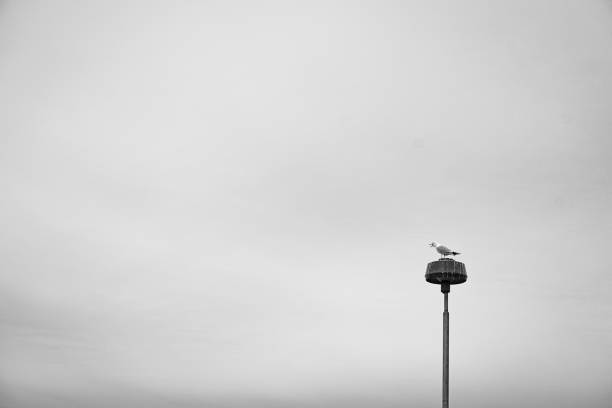 istock A bird on a street lamp 2148278037