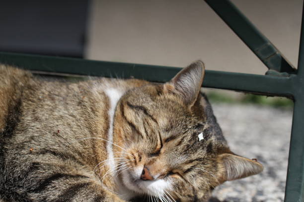 istock tabby and white cat outdoors with green plants garden 2148278403