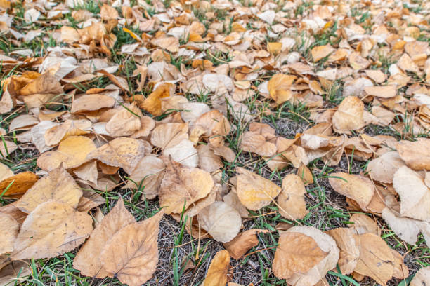 Dried brown leaves in fall