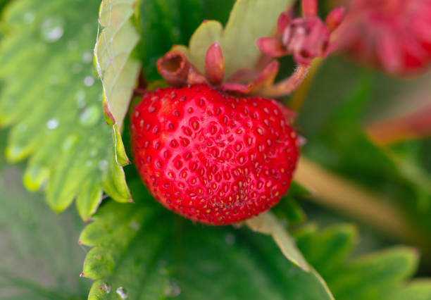Close-up of a ripe red strawberry.