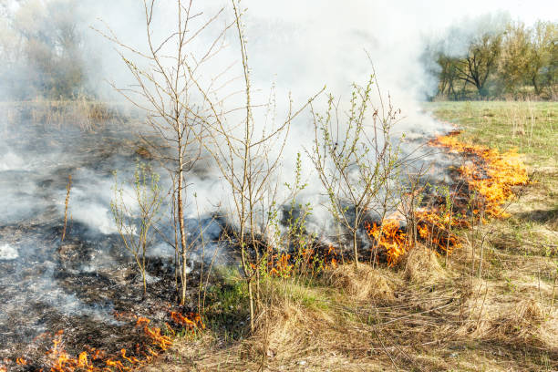 istock Burning dry grass on the field. Fire in the field. Environmental disaster, environment, climate change, environmental pollution. 2148278931