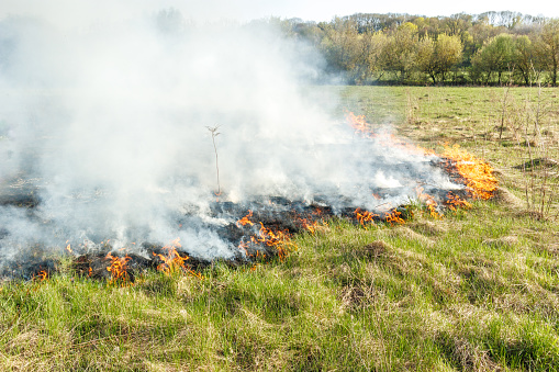 Dry grass is burning on a meadow in the countryside. A wild fire burns dry grass in a field. Orange flames and plumes of smoke. Open fire. Nature is on fire. Danger and disaster