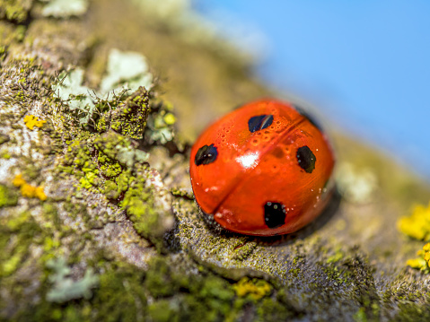 Closeup shot of ladybug on moss-covered plum-tree branch