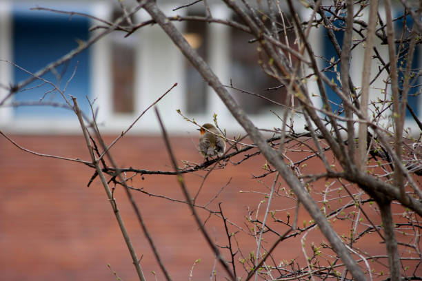 istock A little European robin on a branch 2148279677