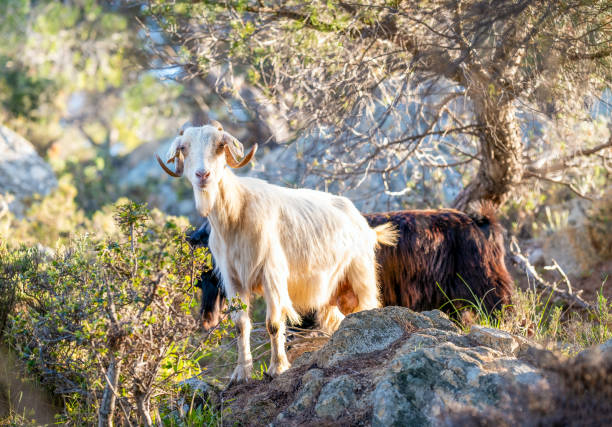 colorful nature of Sithonia, a herd of goats grazes on rocky hills