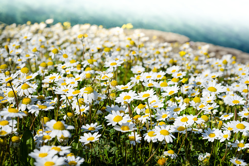 colorful nature of Sithonia, daisies in the meadow
