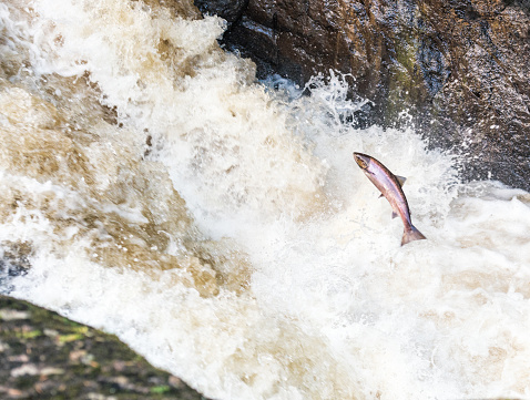 A wild salmon attempting to jump up a waterfall in Perthshire, towards spawning grounds.