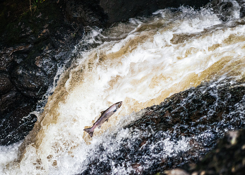 Side view of a salmon as it jumps, trying to get up a waterfall in Scotland.