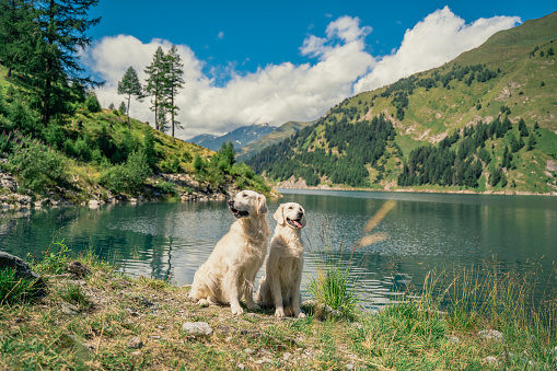 Golden retrievers enjoy mountain lake, Verzasca dam, Lake Vogorno