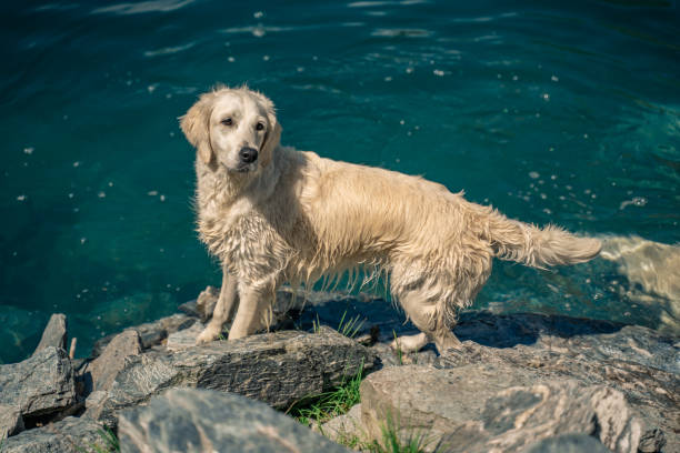 Golden retriever puppy dog.