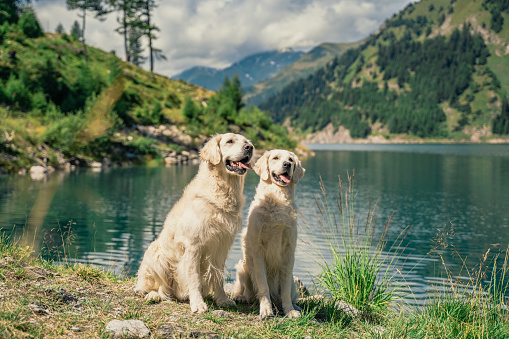 A golden retriever waits patiently before a stick is thrown. Shot at Lake Tahoe, California.