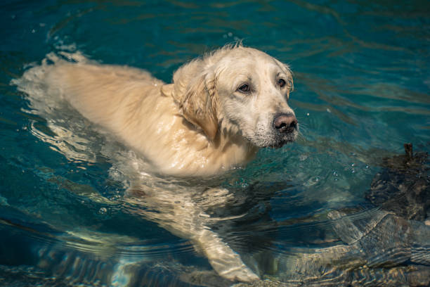 Golden retriever swims in mountain lake, Verzasca dam, Lake Vogorno