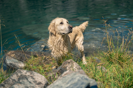 Golden retriever enjoys mountain lake, Verzasca dam, Lake Vogorno