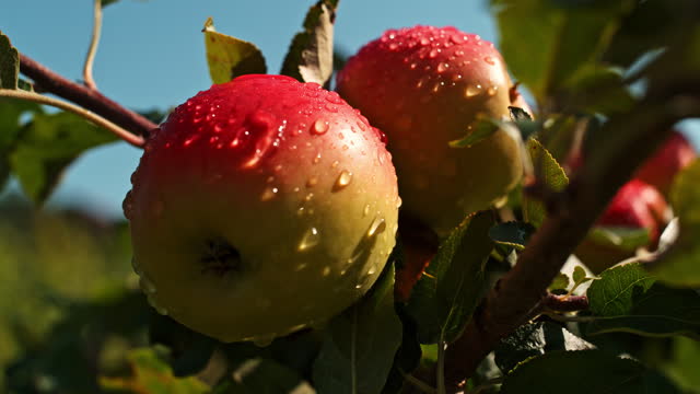 Slow-Motion Droplets on Ripening Apples