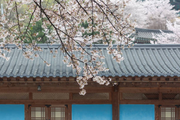 istock a view of a mountain temple with cherry blossoms in bloom 2148281461