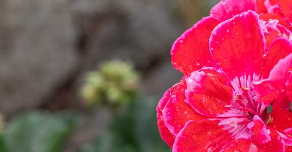 Red geranium flower covered in dew.