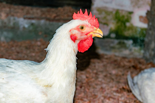 istock closeup of white farm chicken with space for text 2148281627