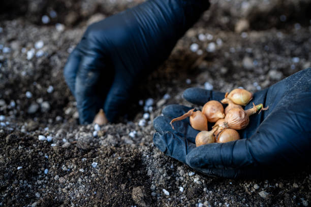 istock Seedling onions in vegetable garden at garden beds 2148281762