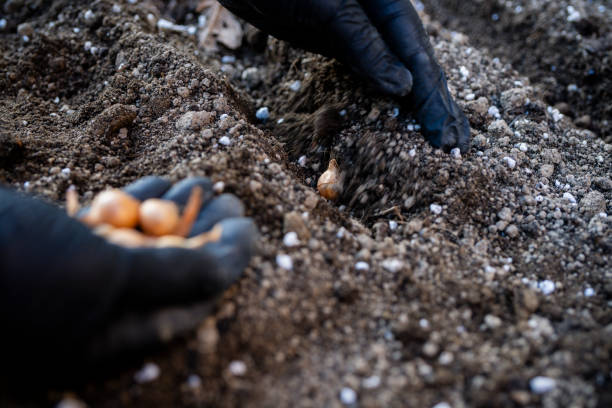 istock Seedling onions in vegetable garden at garden beds 2148281796