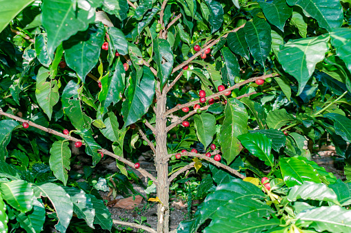 coffee plant with mature beans in a low production