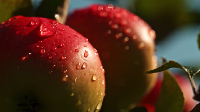 Slow Motion Clarity - Refreshing Dew on Vibrant Red Apples