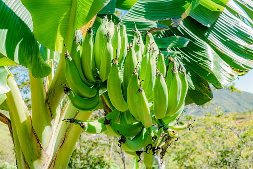 closeup of a bunch of green banana on a sunny day