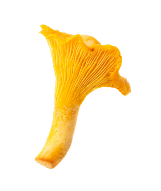 istock Yellow chanterelle mushrooms isolated on white background 2148281962