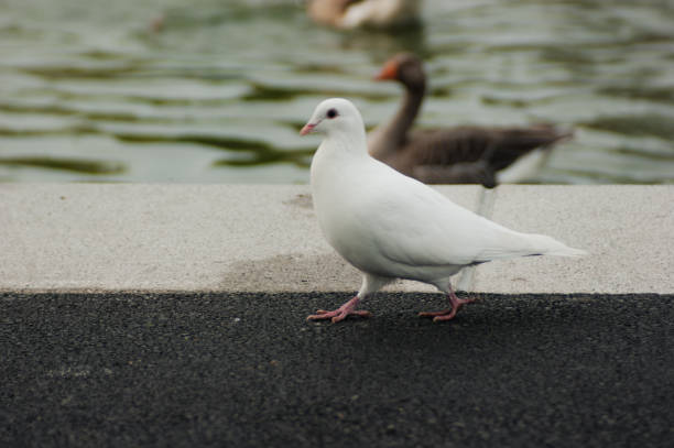 Little Girl feeding pigeons in the outdoor