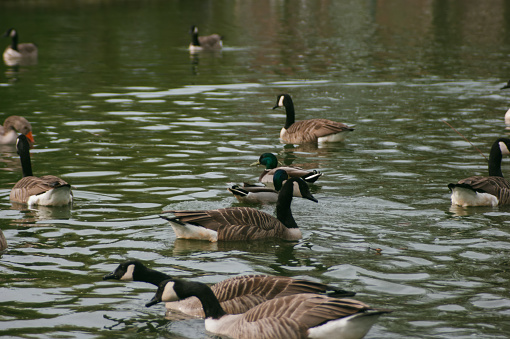 The Canada goose (Branta canadensis), sometimes called Canadian goose, ducks, mallard ducks, goose family