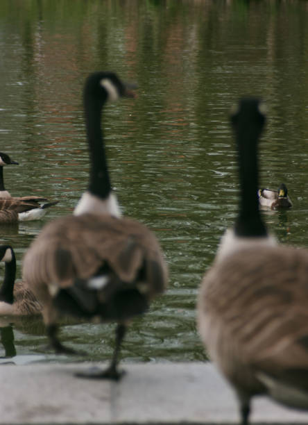 istock The Canada goose (Branta canadensis), sometimes called Canadian goose 2148282146