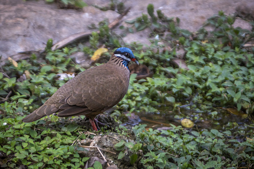 Endemic Blue-headed Quail-Dove in the magnificent natural reserve of Matanzaz in Cuba.