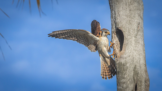 An american Kestrel nesting in the magnificent natural reserve of Matanzas in Cuba.