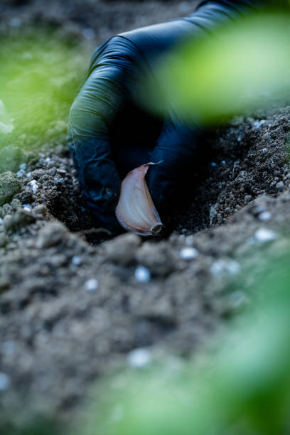 Seedling garlic in vegetable garden at garden beds